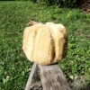Big Pumpkin - Image 2