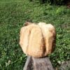 Big Pumpkin - Image 3